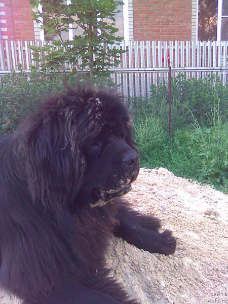 Фото: ньюфаундленд Красноярский Сувенир с Берега Дона