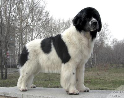 Фото: ньюфаундленд Fiamettahauz Viva Supernova (Фиаметтахауз Вива Супернова)