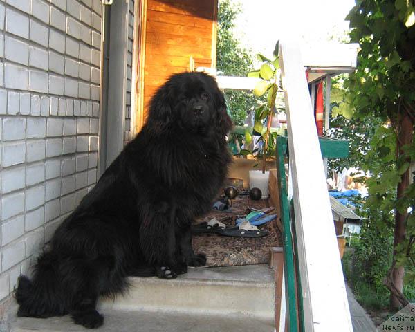 Фото: ньюфаундленд Княжна с Берега Дона