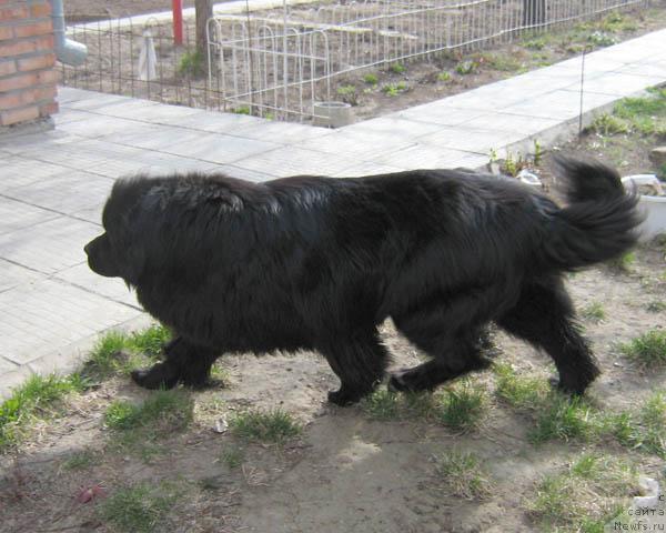 Фото: ньюфаундленд Княжна с Берега Дона