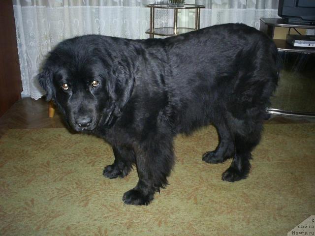 Фото: ньюфаундленд Одесса, ньюфаундленд Одесса