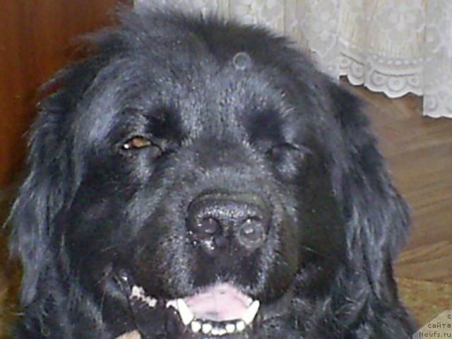 Фото: ньюфаундленд Одесса