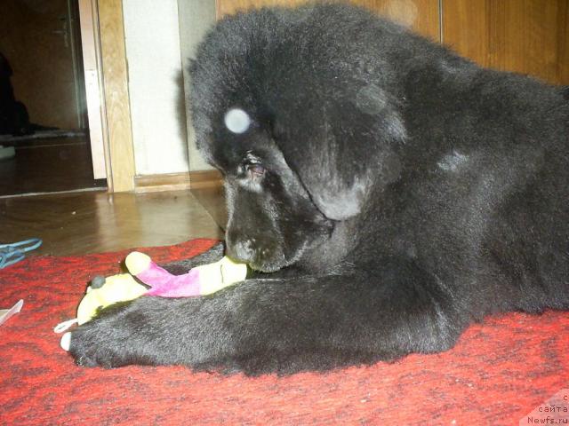 Фото: ньюфаундленд Одесса