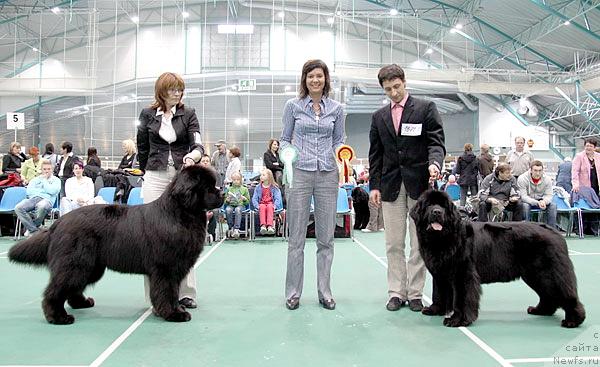 Фото: ньюфаундленд Skippers Only You for Smigar, Александр Коротков