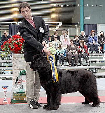 Фото: ньюфаундленд Skippers Only You for Smigar, Александр Коротков