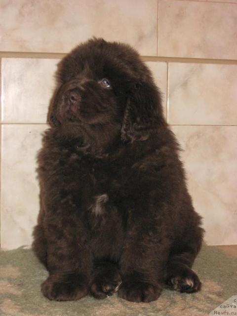 Фото: ньюфаундленд Ёринга с Берега Дона