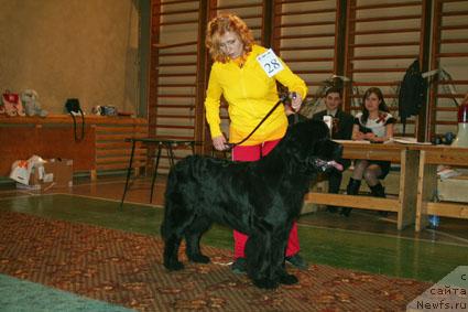 Фото: ньюфаундленд Жасмин Северный Каприз из Медвежьего Яра (Zhasmine Severny Caprice iz Medvejyego Yara)