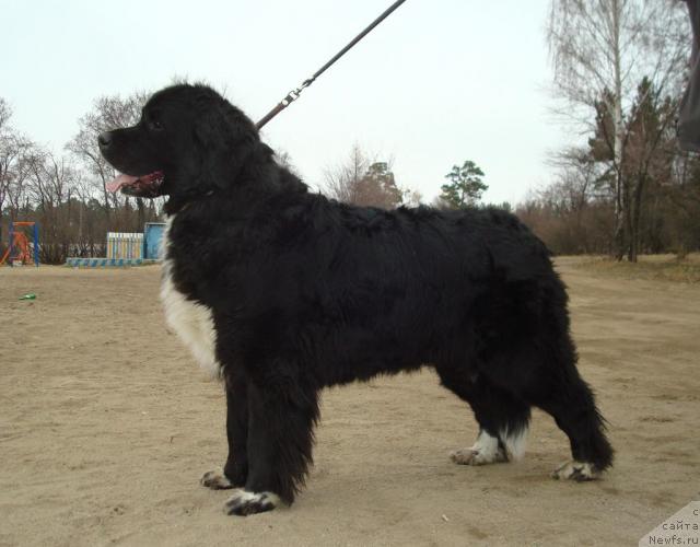 Фото: ньюфаундленд Маг Исполин Гардарика (Mag Ispolin Gardarika)