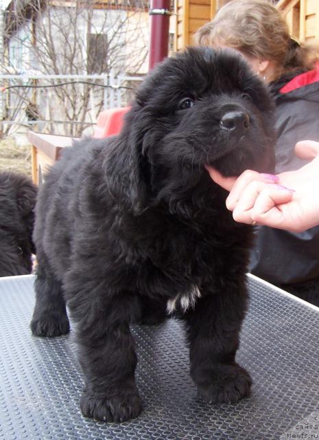 Фото: ньюфаундленд Акватория Келвин Инсайдер