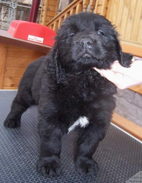 Фото: ньюфаундленд Акватория Келвин Ивари