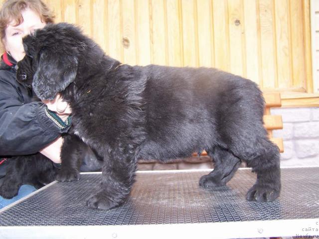 Фото: ньюфаундленд Акватория Келвин Импрессарио