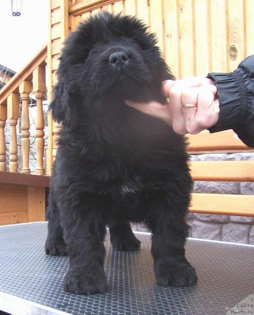 Фото: ньюфаундленд Акватория Келвин Инспирит Лайф (Aquatoriya Kelvin Inspirit Life)