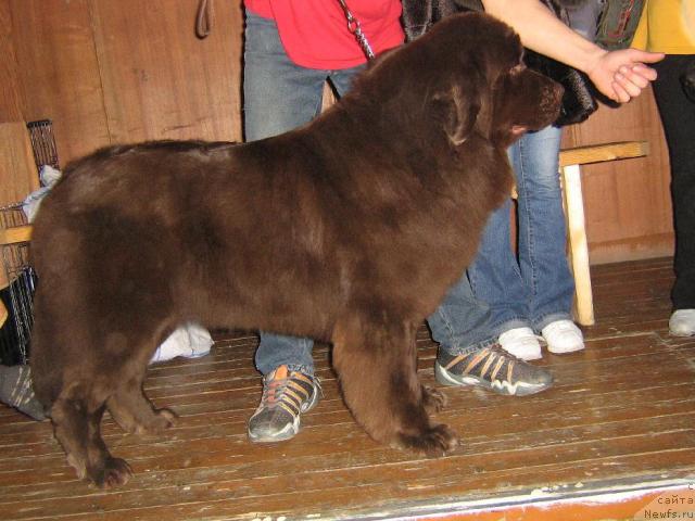 Фото: ньюфаундленд Ёринга с Берега Дона