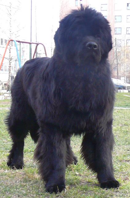 Фото: ньюфаундленд Skippers Secret Agent For Donat's Pride