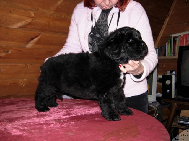 Фото: ньюфаундленд Смигар Ненси Непревзойденная