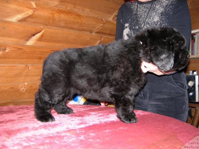 Фото: ньюфаундленд Смигар Нимфея Неотразимая (Smigar Nimfeya Neotrazimaya)