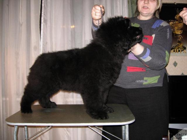 Фото: ньюфаундленд Смигар Нимфея Неотразимая (Smigar Nimfeya Neotrazimaya)