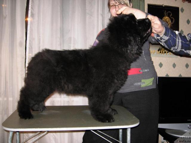 Фото: ньюфаундленд Смигар Нимфея Неотразимая (Smigar Nimfeya Neotrazimaya)