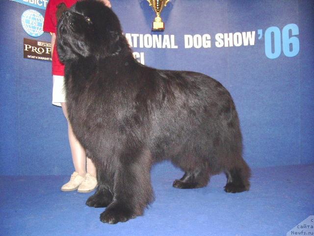 Фото: ньюфаундленд Его Высочество от Сибирского Медведя (Ego Vysochestvo ot Sibirskogo Medvedja)