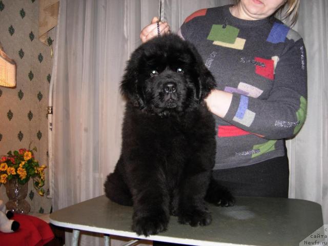 Фото: ньюфаундленд Смигар Нимфея Неотразимая (Smigar Nimfeya Neotrazimaya)