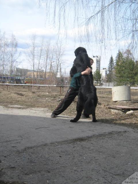 Фото: ньюфаундленд Арманьяк Души Моей, Кирил