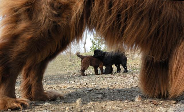 Фото: Шоня, Буран, Зося