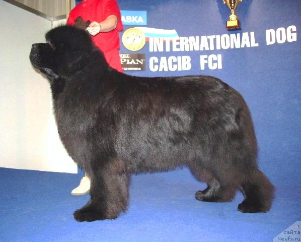 Фото: ньюфаундленд Его Высочество от Сибирского Медведя (Ego Vysochestvo ot Sibirskogo Medvedja)