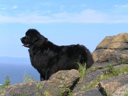 Фото: ньюфаундленд Чанси из Медвежьего Яра (Chansi  iz  Medvejyego Yara)
