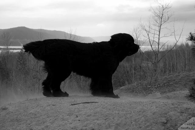 Фото: ньюфаундленд Супер Премиум Вашингтон