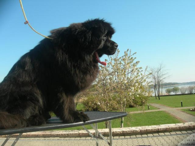 Фото: ньюфаундленд Duty Free of Apachee's Home