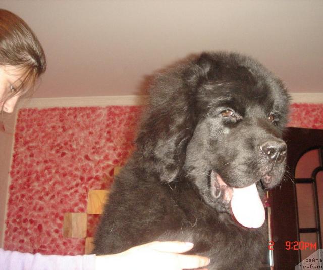 Фото: ньюфаундленд Дюрбахлер Клаб Аль Почино