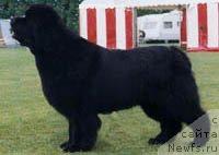 Фото: ньюфаундленд Pouch Cove's Windwagon Whaler