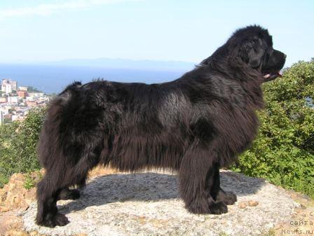 Фото: ньюфаундленд Чанси из Медвежьего Яра (Chansi  iz  Medvejyego Yara)