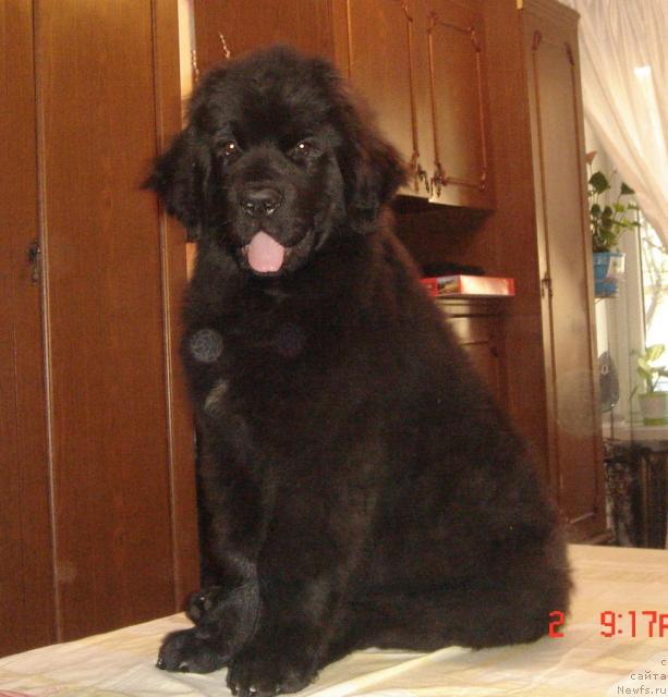 Фото: ньюфаундленд Дюрбахлер Клаб Аль Почино