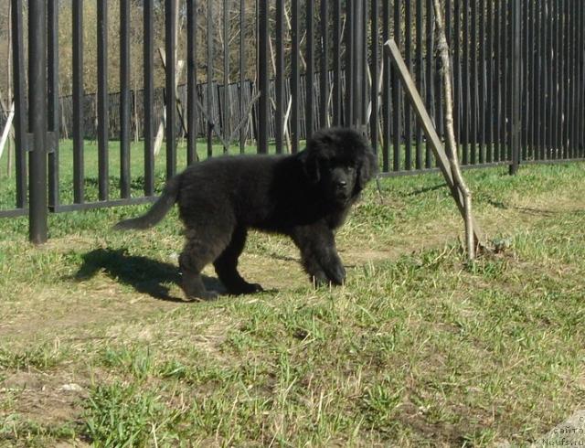 Фото: ньюфаундленд Дюрбахлер Клаб Аль Почино