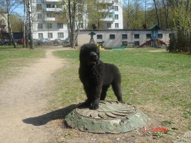 Фото: ньюфаундленд Дюрбахлер Клаб Аль Почино