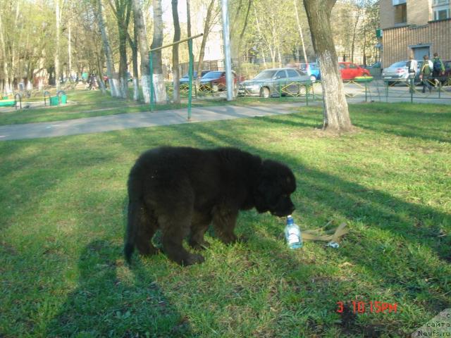 Фото: ньюфаундленд Дюрбахлер Клаб Аль Почино