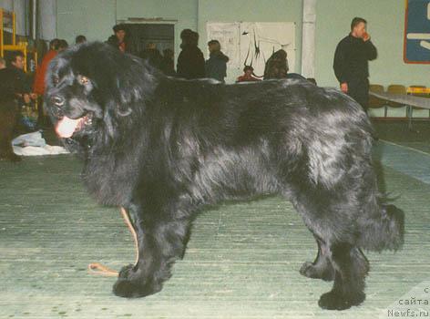 Фото: ньюфаундленд Айрон Валькойн