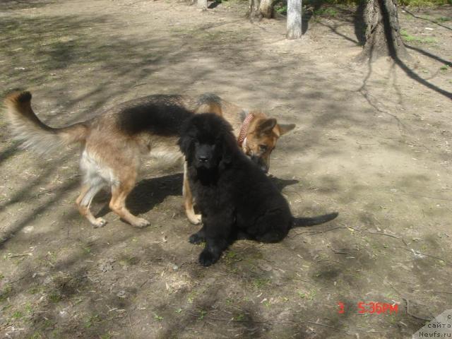 Фото: ньюфаундленд Дюрбахлер Клаб Аль Почино