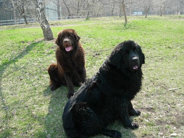 Фото: ньюфаундленд Лесная Сказка Раскрасавица, ньюфаундленд Конфуций