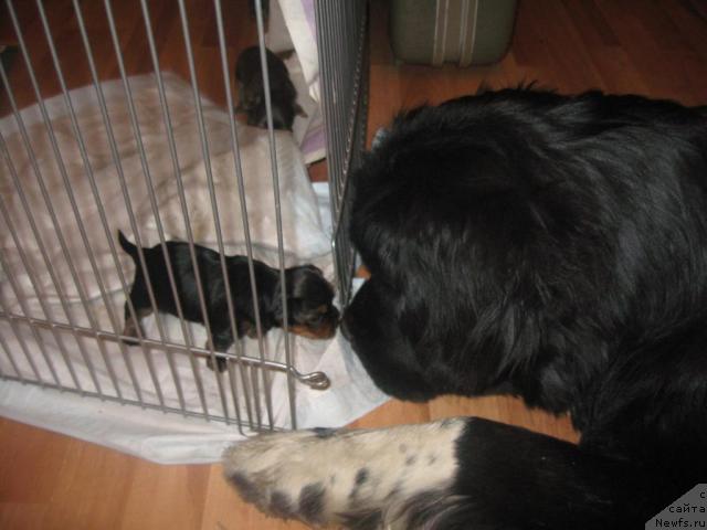 Фото: ньюфаундленд Питерньюф Живанши