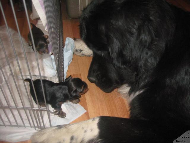 Фото: ньюфаундленд Питерньюф Живанши