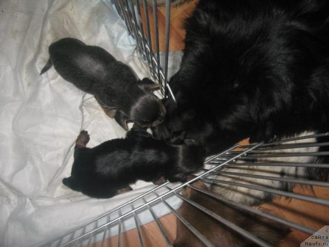 Фото: ньюфаундленд Питерньюф Живанши