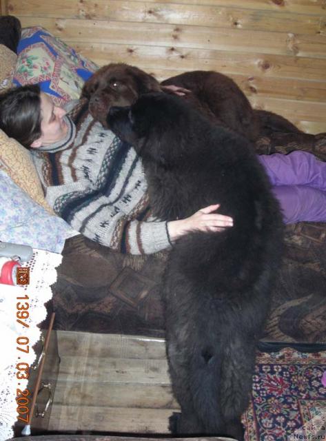 Фото: ньюфаундленд Сент Джонс Круиз (Sent Djons Kruiz), ньюфаундленд Старди, Ольга Розмахова