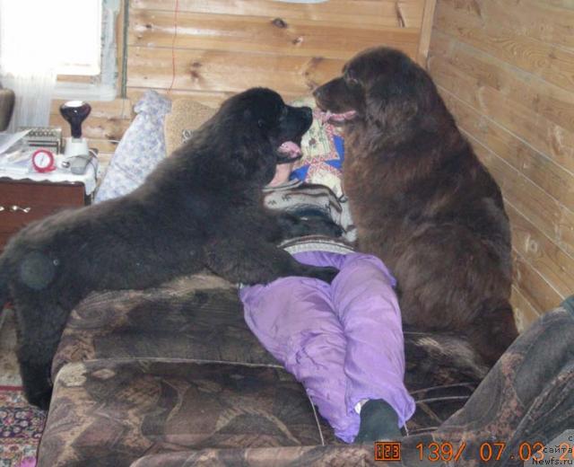 Фото: ньюфаундленд Старди, ньюфаундленд Сент Джонс Круиз (Sent Djons Kruiz), Ольга Розмахова