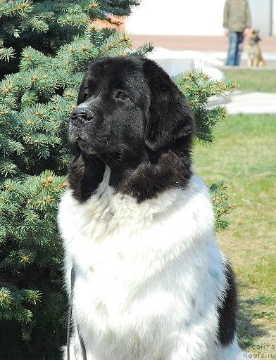 Фото: ньюфаундленд Ashtaret Nemirovski