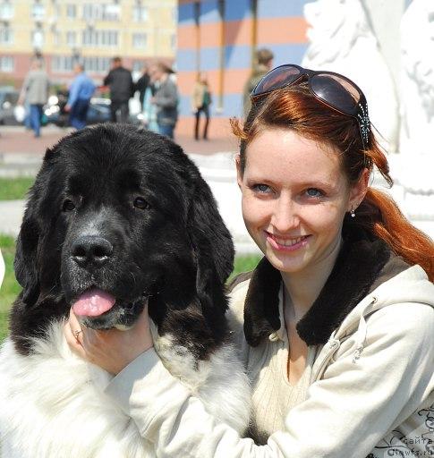 Фото: ньюфаундленд Ashtaret Nemirovski