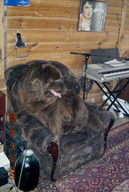 Фото: ньюфаундленд Старди