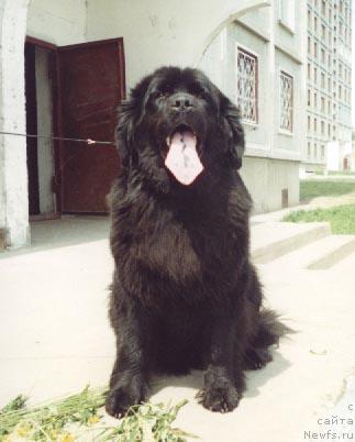 Фото: ньюфаундленд Адриана из Тихого Омута