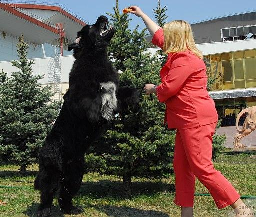 Фото: ньюфаундленд Сент Джонс Оскар (Sent Djons Oskar)